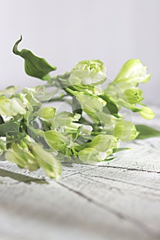 Fresh green flowers, wedding, and holiday arrangements.