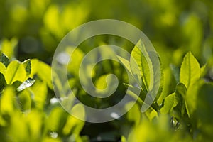 Fresh green foliage of the bush in the spring garden