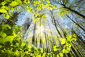 Fresh green foliage growing towards the sun