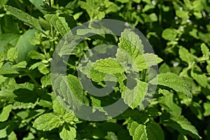 Fresh green foliage of Lemon Balm herb