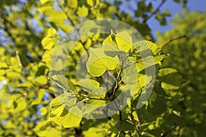 Fresh green foliage of spring linden tree