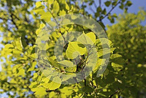 Fresh green foliage of spring linden tree lit by sunlight