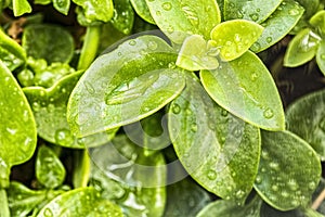 Fresh green foliage with water drops
