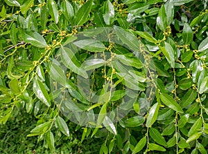 Fresh green foliage of Ziziphus jujube tree