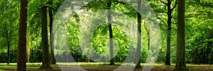 Fresh green forest in dreamy soft light