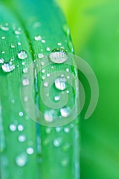 Fresh Green Forest Grass Leaf after Rain with Water Drops. Botanical Nature Background. Background Wallpaper Poster Template