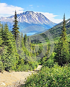 Fresh Green Forest and Greeny Mountains of Yukon Territory