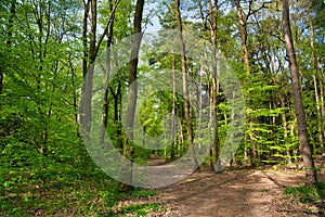 Fresh green forest landscape in spring in Germany, Hessen, Roedermark