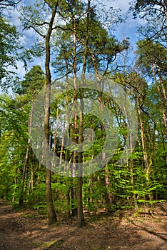 Fresh green forest landscape in spring in Germany, Hessen, Roedermark