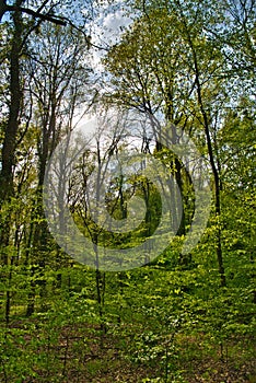 Fresh green forest landscape in spring in Germany, Hessen, Roedermark