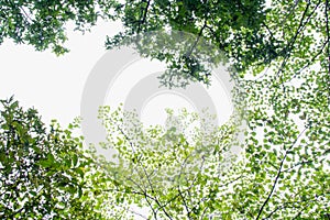 Fresh green forest and sunlight through green tree - Low Angle V