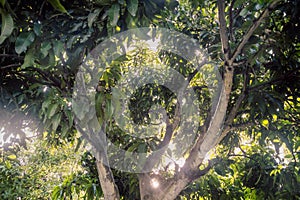 Fresh green forest and sunlight through green tree - Low Angle V