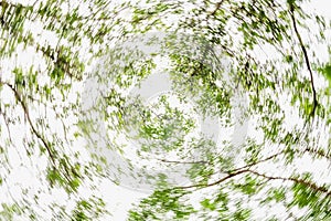 Fresh green forest and sunlight through green tree - Low Angle V