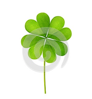 Fresh green four-leaf clover on white background