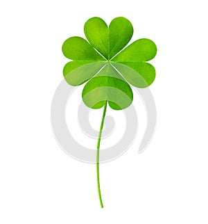 Fresh green four-leaf clover on white background