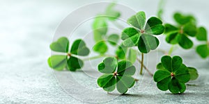 Fresh green four leaf clovers scattered on a light stone background, symbolizing luck and St, Patrickas Day,