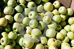 Fresh green gala farm apples at a farmers market