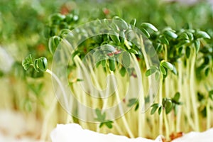 Fresh green garden cress sprouts growing indoors