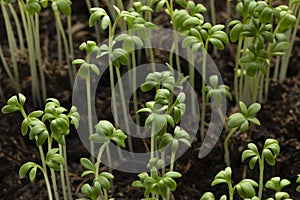 Fresh green Garden cress sprouts homegrown close up