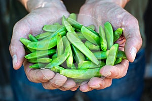 Fresh green garden peas in hands