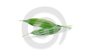 Fresh green ginger leaves isolated on white