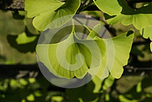 Fresh green ginkgo branch close-up. Horizontal orientation