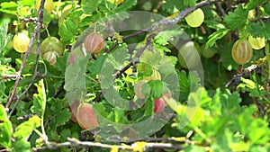 Fresh green gooseberries on a branch of gooseberry bush close up