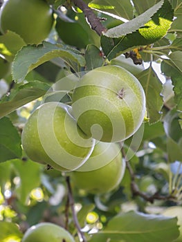 Fresh green Granny Smith apples