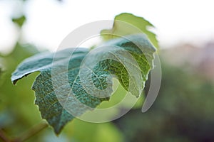 Fresh Green Grape Leaf