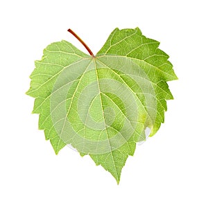 Fresh green grape leaf on background