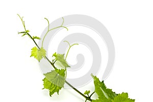 Fresh Green Grape Leaf on isolated white