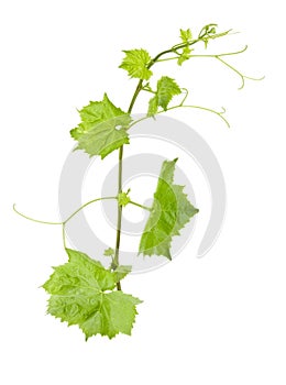 Fresh Green Grape Leaf on isolated white