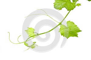 Fresh Green Grape Leaf on isolated white