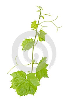 Fresh Green Grape Leaf on isolated white