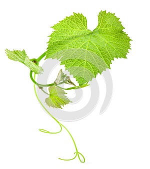 Fresh Green Grape Leaf isolated on white