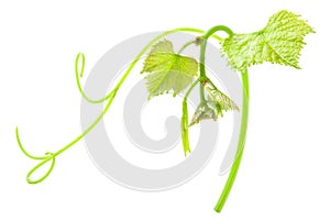 Fresh Green Grape Leaf isolated on white