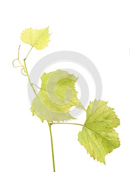 Fresh Green Grape Leaf on isolated white Background