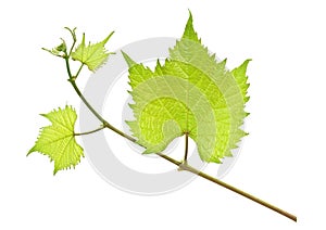 Fresh green grape leaf isolated on a white background