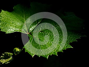 fresh green grape leaf with raindrops on a dark natural background