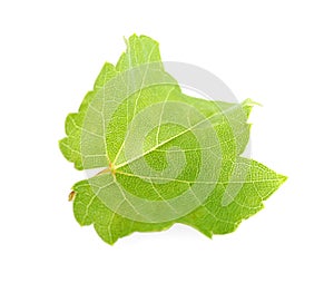 Fresh green grape leaf on white