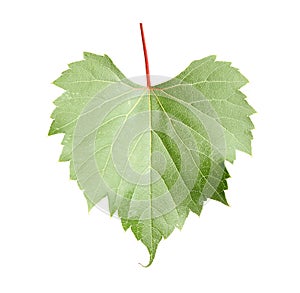 Fresh green grape leaf on white