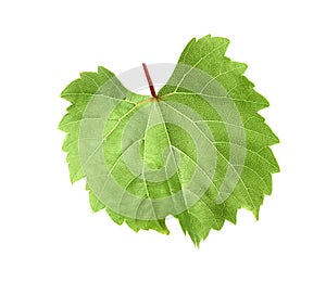 Fresh green grape leaf on white