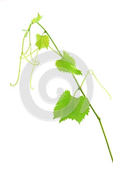 Fresh Green Grape Leaf on white