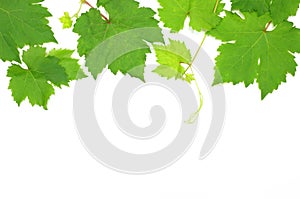 Fresh Green Grape Leaf