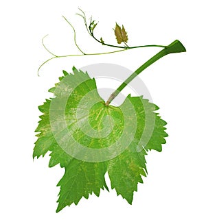 Fresh green grape leaves on branch with tendrils isolated on white background, path