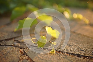 Fresh green grape leaves in a sunny garden at sunset