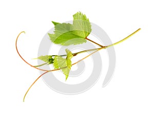 Fresh green grape leaves on background