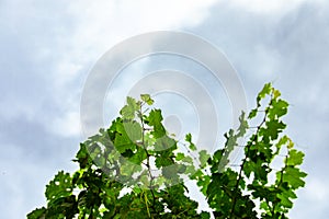 Fresh Green grape vine branches leaves