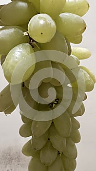 Fresh green grapes with drops on white background