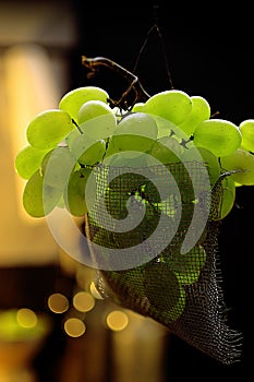 Fresh green grapes fruit